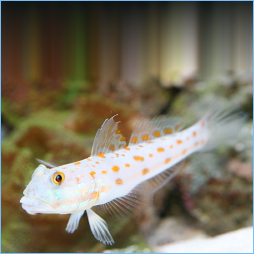 Diamond Watchman Goby or Pretty Prawn Goby 1 Diamond Watchman Goby or Orangespotted Sleeper Goby