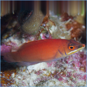 Disappearing Secretive Wrasse or Scarlet Pin Stripe Wrasse