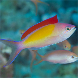 Dispar Anthias or Madder Seaperch Anthias