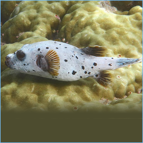 dogface puffer care