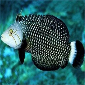 Dragon Wrasse or Rockmover Wrasse