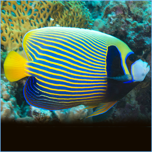 Emperor Angelfish Emperor Angelfish