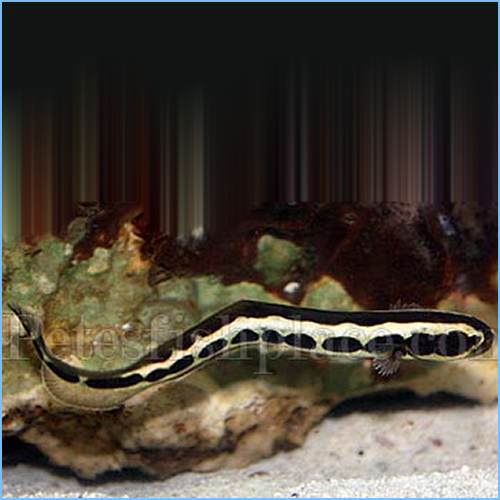 Engineer Goby or Convict Goby 1 Engineer Goby