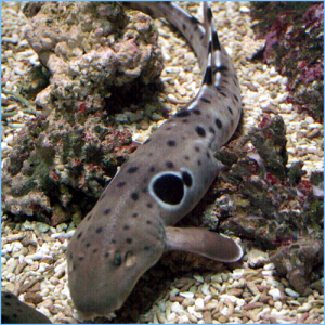 Epaulette Shark