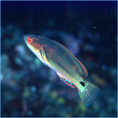 Exquisite Wrasse or Exquisite Fairy Wrasse Exquisite Wrasse or Exquisite Fairy Wrasse