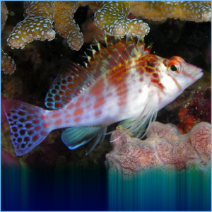 Falco Dwarf Hawkfish