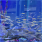 Filefish Snack Feederfish Or Live Feeding Fish | Pete's Aquariums & Fish
