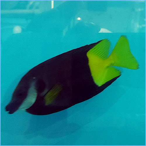 Fiji Bicolor Foxface Rabbitfish or Uspi Rabbitfish 1 Fiji Bicolor Foxface Rabbitfish