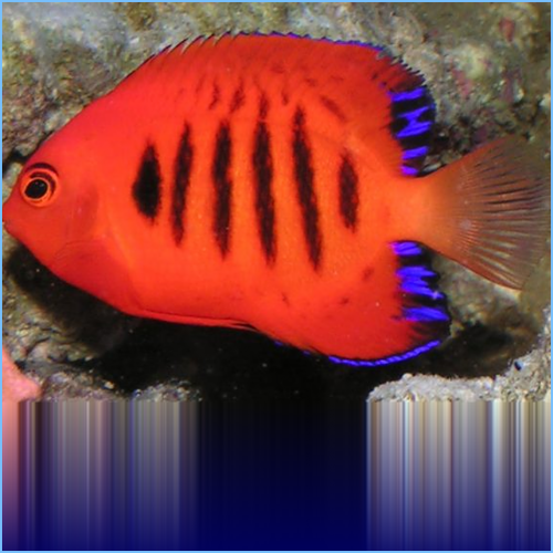 Flame Angelfish or Japanese Pygmy Angelfish Flame Angelfish or Japanese Pygmy Angelfish