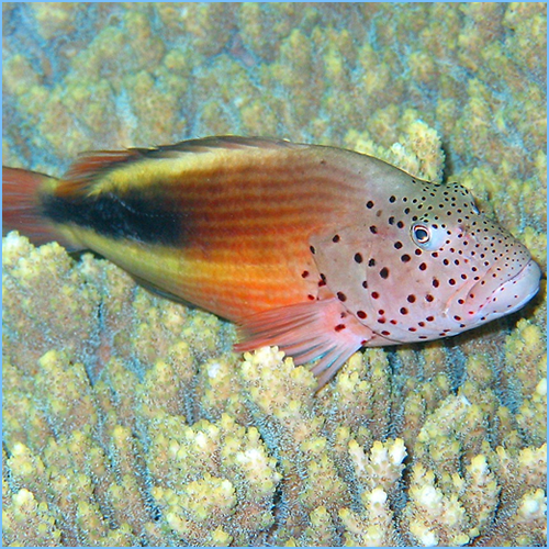 Freckled Hawkfish or Forster's Hawkfish 1 Freckled Hawkfish