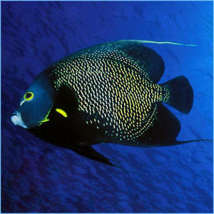 French Angelfish