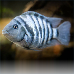 Freshwater Cichlid Variety