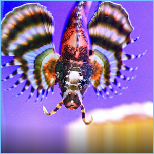 Fu Manchu Lionfish or Twinspot Lionfish