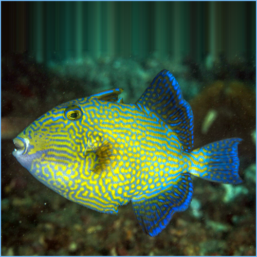 Bluelined Triggerfish or Fuscus Triggerfish 1 Bluelined Fuscus Triggerfish