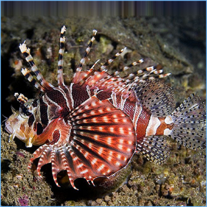 Fuzzy Dwarf Lionfish or Shortfin Lionfish
