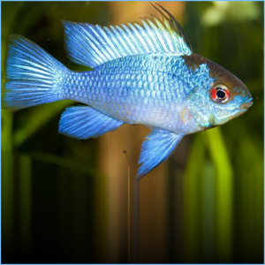 German Blue Ram or Ramirez's Dwarf Cichlid