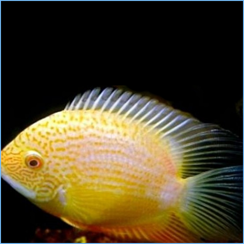 Gold Severum or Banded Cichlid 1 Gold Severum or Banded Cichlid