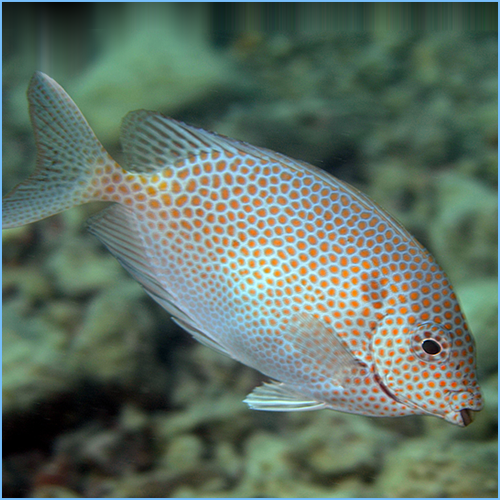 Gold Spotted Rabbitfish or Gold Spotted Spinefoot 1 Gold Spotted Rabbitfish or Gold Spotted Spinefoot