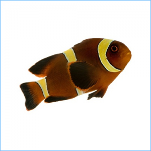 Gold Stripe Maroon Clownfish