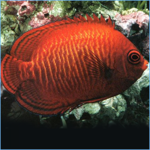 Golden Angelfish or Aurinatus Angelfish