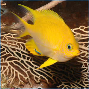 Golden Damselfish