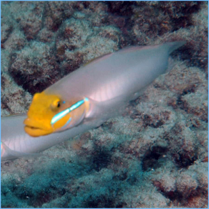 Golden Headed Sleeper Goby