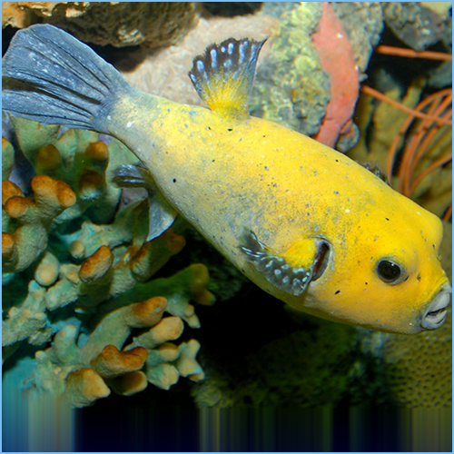 golden puffer freshwater