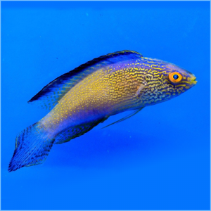 Golden Rhomboidalis Wrasse or Diamond-Tail Fairy Wrasse