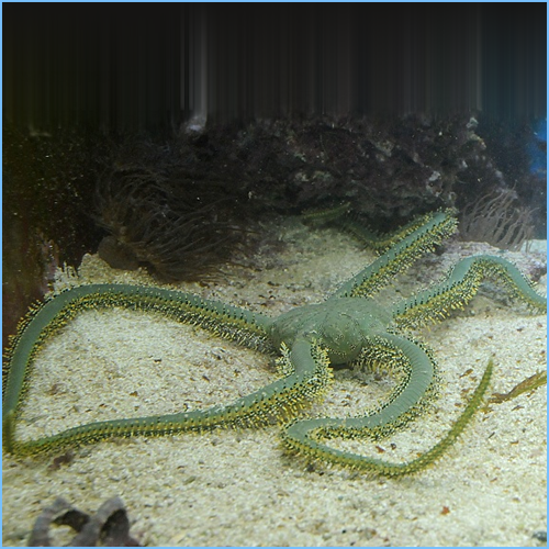 Green Brittle Starfish or Brittle Sea Star Green Brittle Starfish or Brittle Sea Star