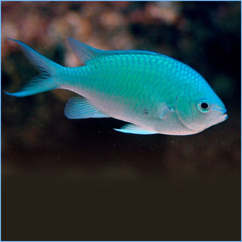 Green Chromis Damselfish or Blue-Green Chromis Green Chromis Damselfish