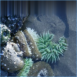 Green Corn Anemone