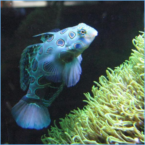 Green Mandarin Goby or Striped Green Mandarinfish Green Mandarin Goby or Striped Green Mandarinfish