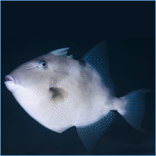 Grey Triggerfish 1 Grey Triggerfish