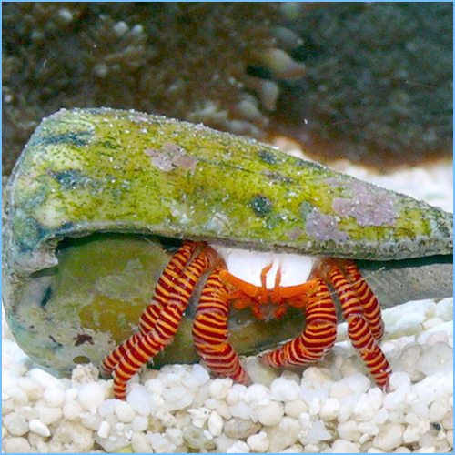 Halloween Hermit Crab or Striped Hermit Crab Halloween Hermit Crab or Striped Hermit Crab