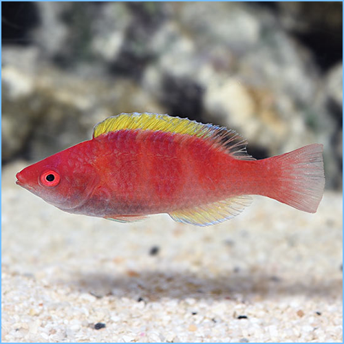 Halloween Millennium Wrasse or Yellowfin Fairy Wrasse 1 Halloween Millennium Wrasse or Yellowfin Fairy Wrasse