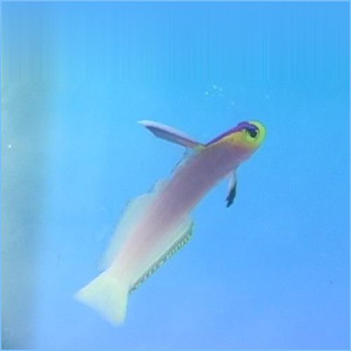 Hawaii Helfrichi Firefish or Helfrich's Dartfish Hawaii Helfrichi Firefish or Helfrich's Dartfish
