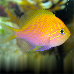 Hawkfish Anthias or Sunburst Anthia Fish