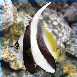 Heniochus Black & White Butterflyfish or Longfin Bannerfish