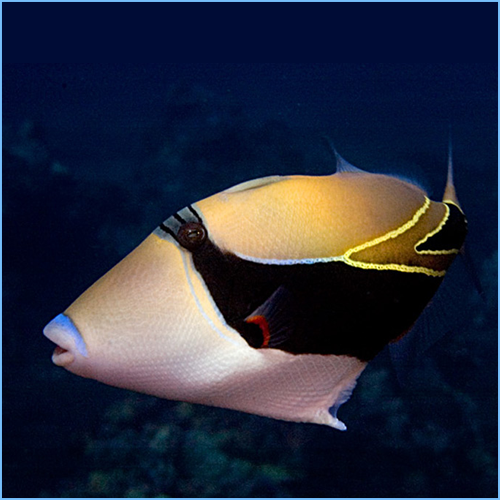 Humu Rectangle Triggerfish or Wedge-Tailed Triggerfish 1 Humu Rectangle Triggerfish or Wedge-Tailed Triggerfish