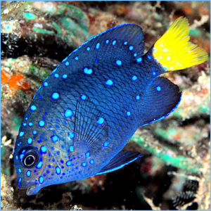 Damselfish
