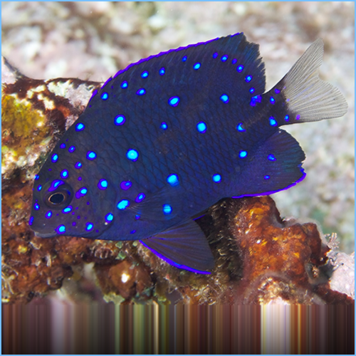 Jewel Damselfish or Yellowtail Damselfish Jewel Damselfish or Yellowtail Damselfish Juvenile