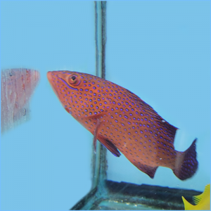Kenyan Blue Spotted Grouper