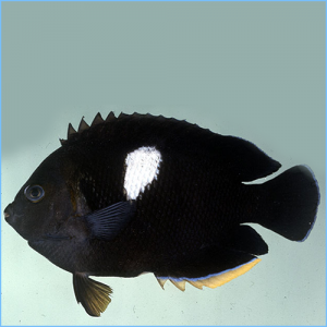 Keyhole Angelfish or Puller Angelfish