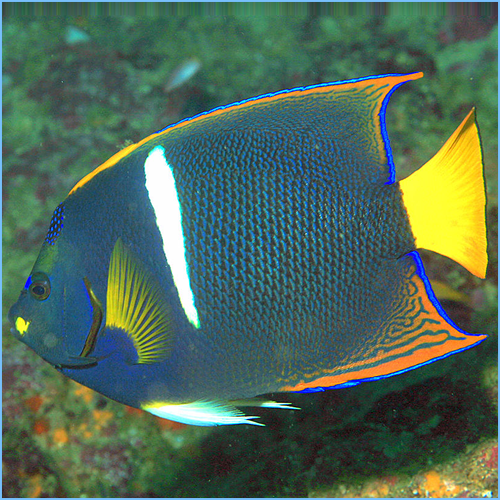 King Angelfish or Passer Angelfish 1 King Angelfish or Passer Angelfish