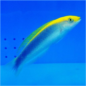Lightning Wrasse or Yellowcheek Wrasse