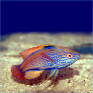 Lineatus Fairy Wrasse