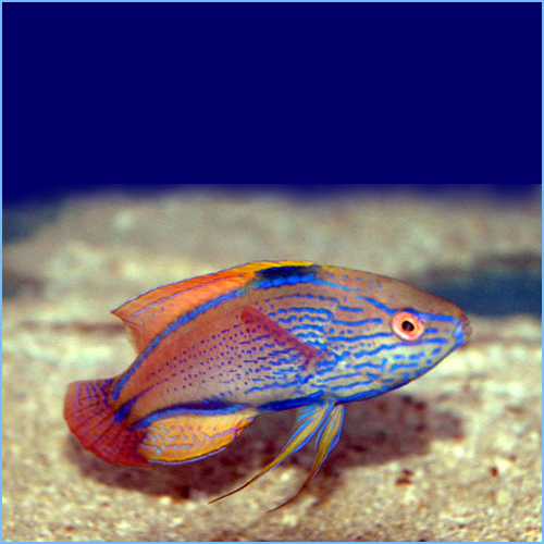 Lineatus Fairy Wrasse Lineatus Fairy Wrasse