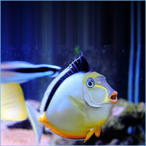 Lipstick Naso Tang or Orangespine Unicornfish Lipstick Naso Tang