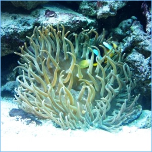 Long-Tentacled Anemone