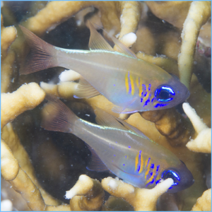 Longspine Cardinalfish or Threadfin Cardinalfish